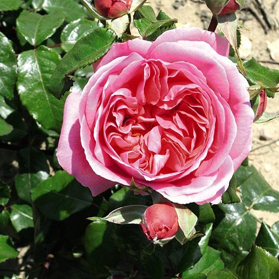 Rose 'Special Anniversary' (Hybrid Tea Rose)